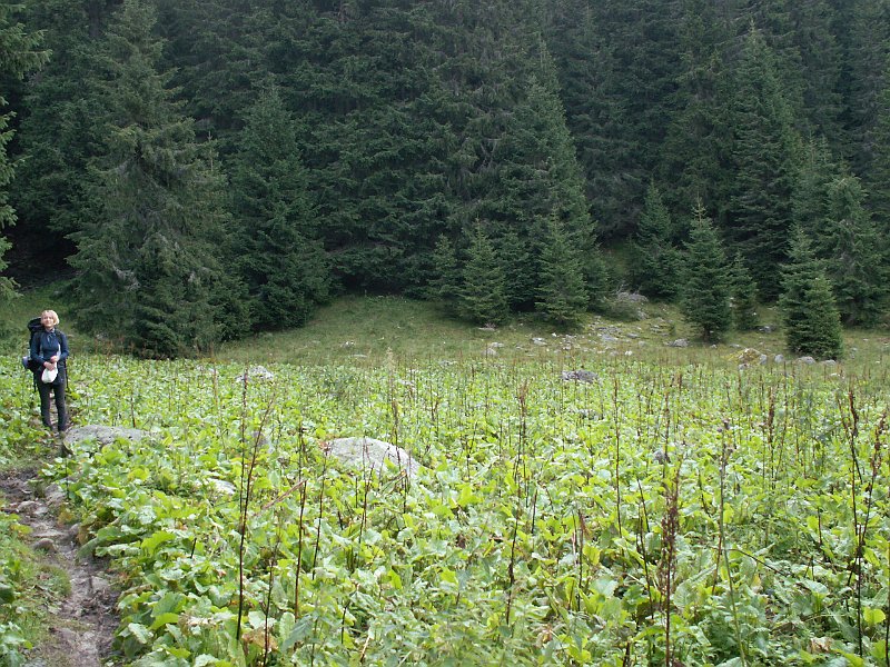 Rumunsko 042.jpg - Cestou k jazeru Bucura